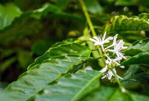 bianca caffè fiori fioritura su caffè impianti stagione e verde caffè le foglie. avvicinamento foto