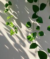 ombra di pianta su parete foto