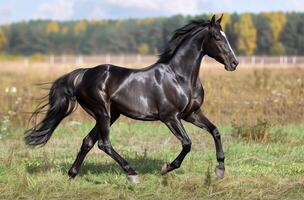 nero cavallo al galoppo nel erboso campo foto