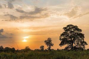 paesaggio naturale africano con alberi del cielo al tramonto foto