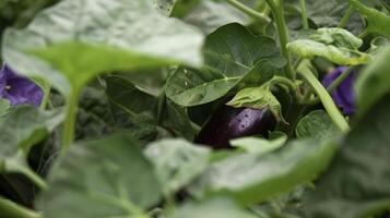 un' piccolo delicato fiore sbirciando su a partire dal il centro di un' vivace viola melanzana annidato un' il impianti ampio verde le foglie foto