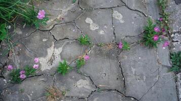 un' Cracked calcestruzzo marciapiede con fiori selvatici germinazione su a partire dal seme bombe gettato nel il crepe foto