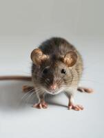 lato profilo di un' elegante Marrone ratto in piedi su posteriore gambe con un' pulito grigio sfondo. foto