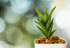 succulento pianta avvicinamento fresco le foglie dettaglio di aloe giovinezza tigre dente aloe foto