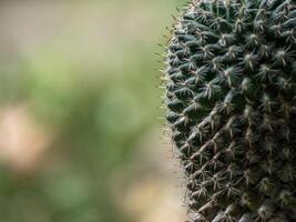 succulento pianta vicino su cactus specie mammillaria foto