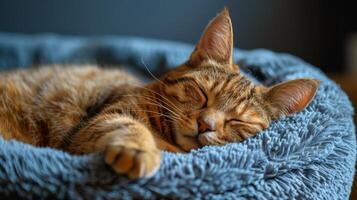 gatto addormentato nel blu animale domestico letto foto
