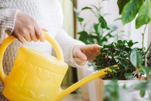 la donna innaffia le piante in vaso da un annaffiatoio giallo foto