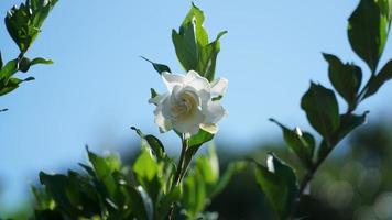 fiore bianco, con il nome della pianta locale jempiring flower foto