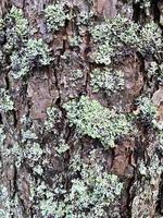 vecchia corteccia incrinata sul tronco d'albero foto