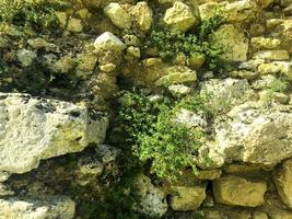 rami di piante con foglie verdi sullo sfondo del muro foto