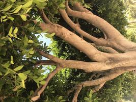 corona d'albero, rami marroni, foglie verdi foto