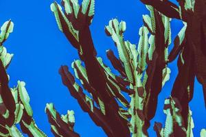 natura di fondo. cactus cereus peruviano. sfondo del cielo blu foto