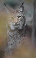 lince eurasiatica nella foresta foto