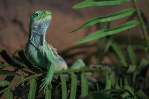 iguana fasciata delle Figi foto