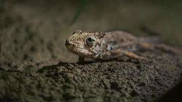 anolis nel terrario foto