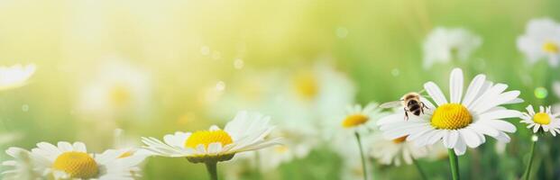 illustrazione di un' bandiera con margherita fiori e un' ape raccolta polline, copia spazio foto