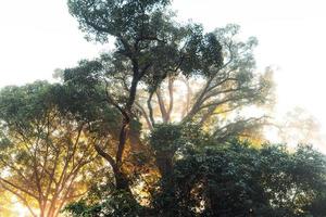 alberi e natura al mattino foto