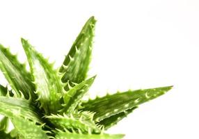 foglie fresche dettaglio di aloe juvenna dente di tigre aloe foto