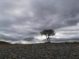 pianta singola con cielo nuvoloso foto