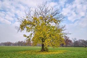 bellissimo albero solitario con le ultime foglie d'oro su un prato intorno foto