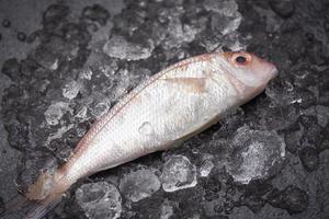 pesce fresco sul mercato del ghiaccio orata frutti di mare pesce congelato foto