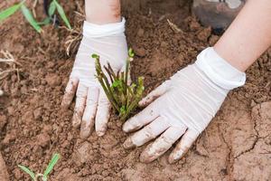 mano che tiene giovane pianta da piantare nel terreno piantare alberi nella foresta nella zona amare la natura salvare la giornata mondiale dell'ambiente riforestazione eco bio pergolato csr ecosistemi riforestazione foto