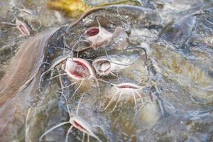 pesce gatto che mangia dall'alimentazione del cibo sugli stagni di superficie dell'acqua - allevamento di pesci d'acqua dolce foto