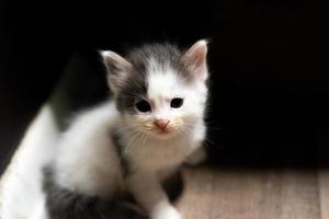 cucciolo di gatto seduto per terra vicino al muro foto