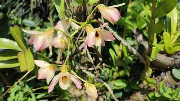 fiore di orchidea. orchidea di sfondo. giardino delle orchidee. orchidacee. bellissimo giardino fiorito. bellissime orchidee. foto