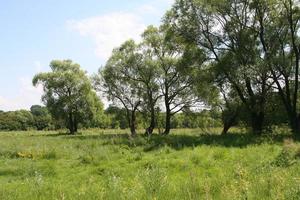 paesaggio rurale. campo e foresta foto