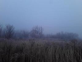 nebbia mattutina in campagna foto