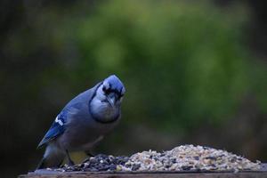 una ghiandaia blu alla mangiatoia del giardino foto