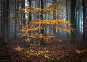 gli ultimi colori autunnali foto