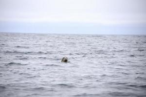 foca che nuota tra le onde dell'oceano foto