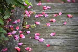 petali di rosa rosa su un terreno su un sentiero di legno foto