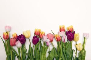 sfondo floreale con copia spazio. cornice piatta di tulipani. festa della donna, biglietto di auguri per la festa della mamma foto