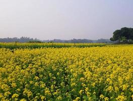 paesaggio con natura gialla foto