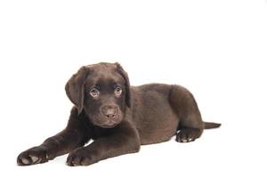 ritratto isolato di un cucciolo di labrador cioccolato accovacciato e con sguardo attento foto