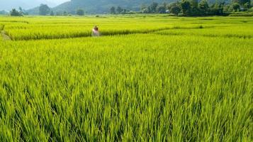 vista aerea agricoltore per spruzzare erbicidi o fertilizzanti chimici sui campi riso verde da fuco fly