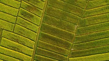 vista dall'alto campo di riso verde questa è una vista aerea dal volo del drone foto