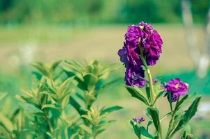 sfocatura bellissimi fiori viola. immagine con colori estivi brillanti foto