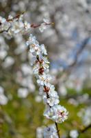 fiori di albicocca, soft focus. fiori bianchi primaverili su un ramo di un albero. albicocco in fiore foto