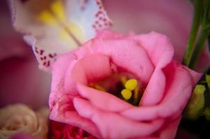 eustoma rosa nel bellissimo bouquet tenero foto