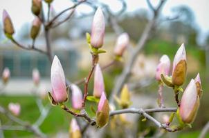 bocciolo di magnolia in fiore nel parco in primavera foto