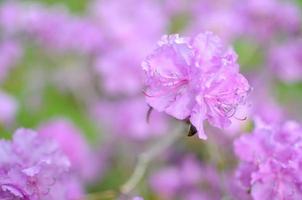 bellissimo rododendro rosa o viola con sfondo blured