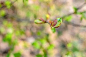 ramo di un albero con boccioli in erba, all'inizio della primavera, primo piano. foto