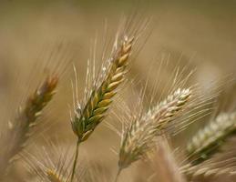 campi di grano sotto il sole foto
