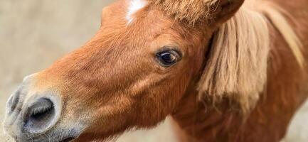 Marrone Shetland razza pony cavallo nel il ranch in piedi su con avvicinamento foto