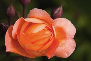 rosa arancione bellezza fiore quadrato rose natura con bouquet di rose e foglia verde foto