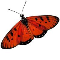 farfalla arancione con grandi ali ala di farfalla signora spazzare su bianco. foto